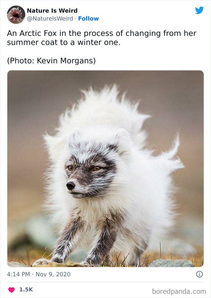 Weird-Interesting-Nature-Facts-Pics