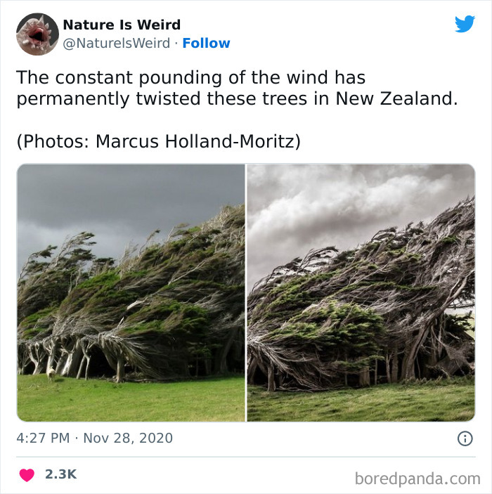 Weird-Interesting-Nature-Facts-Pics