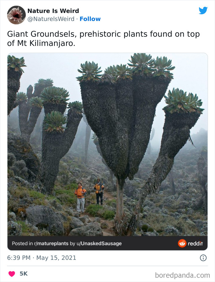 Weird-Interesting-Nature-Facts-Pics