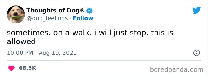 Funny-Tweets-Thoughts-Of-Dog