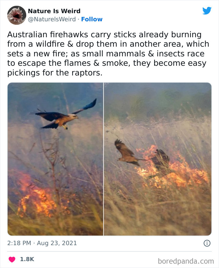 Weird-Interesting-Nature-Facts-Pics