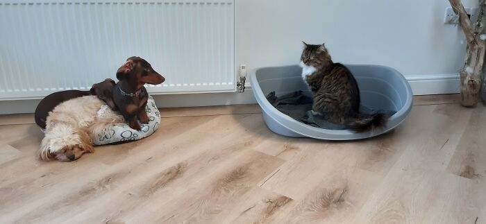 Star The Cat Taking Over The Dog Bed. Three Dogs Left To Sleep On The Cat Bed