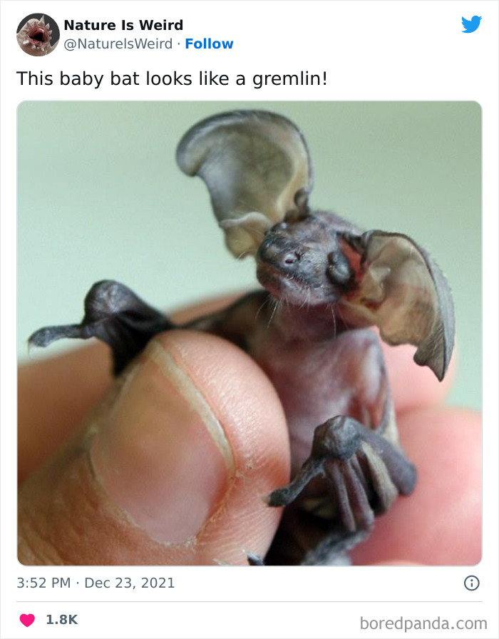 Weird-Interesting-Nature-Facts-Pics