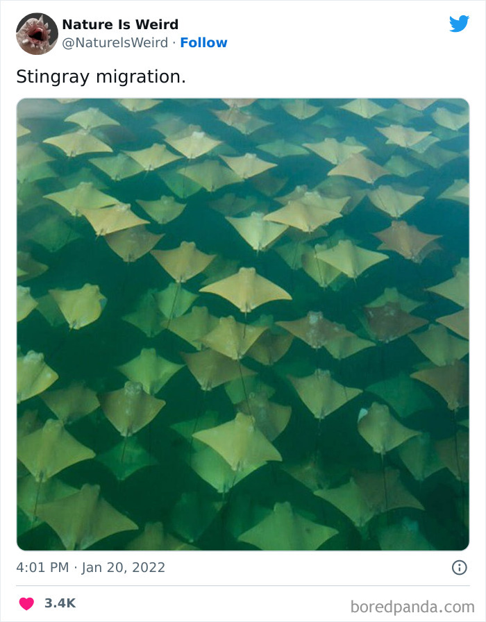 Weird-Interesting-Nature-Facts-Pics