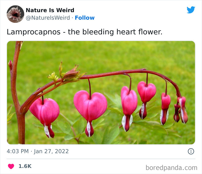 Weird-Interesting-Nature-Facts-Pics
