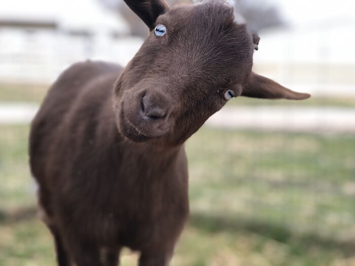 Dobby: Lights Are On