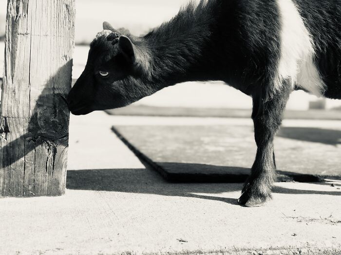 Dobby: A Taste For Trees