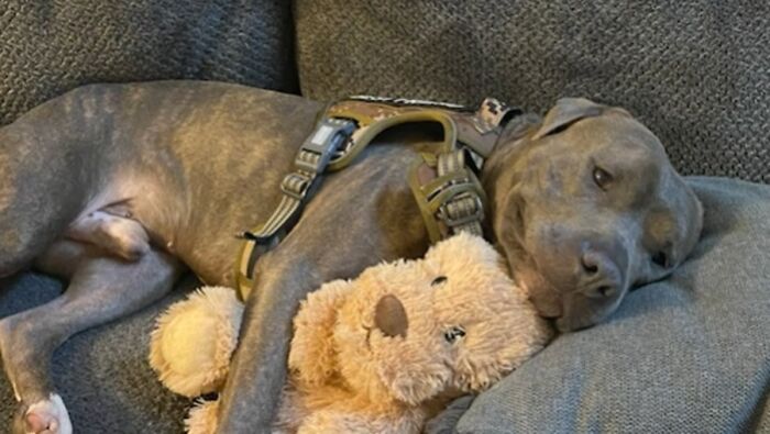 Meet Bruno, A One-Eared Pitbull Who Went Viral After His Caretakers Discovered He Had Pulled Out The Same Ear From His Plush Toy