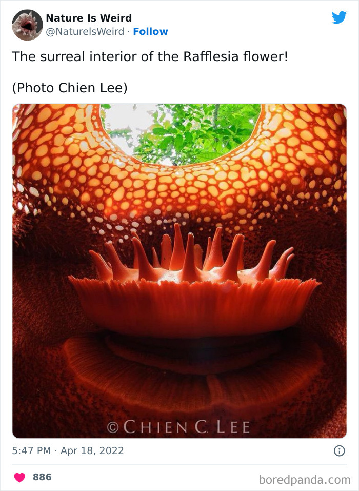 Weird-Interesting-Nature-Facts-Pics