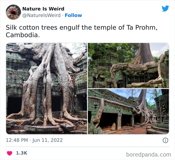 Weird-Interesting-Nature-Facts-Pics