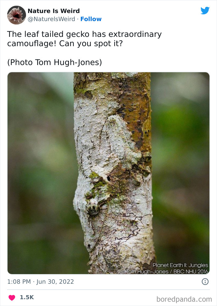 Weird-Interesting-Nature-Facts-Pics