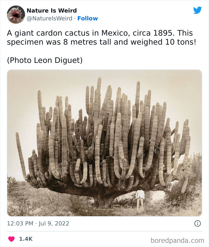 Weird-Interesting-Nature-Facts-Pics