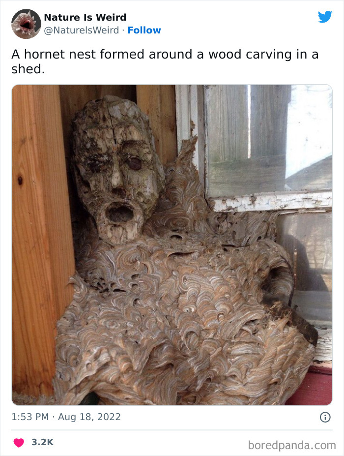 Weird-Interesting-Nature-Facts-Pics