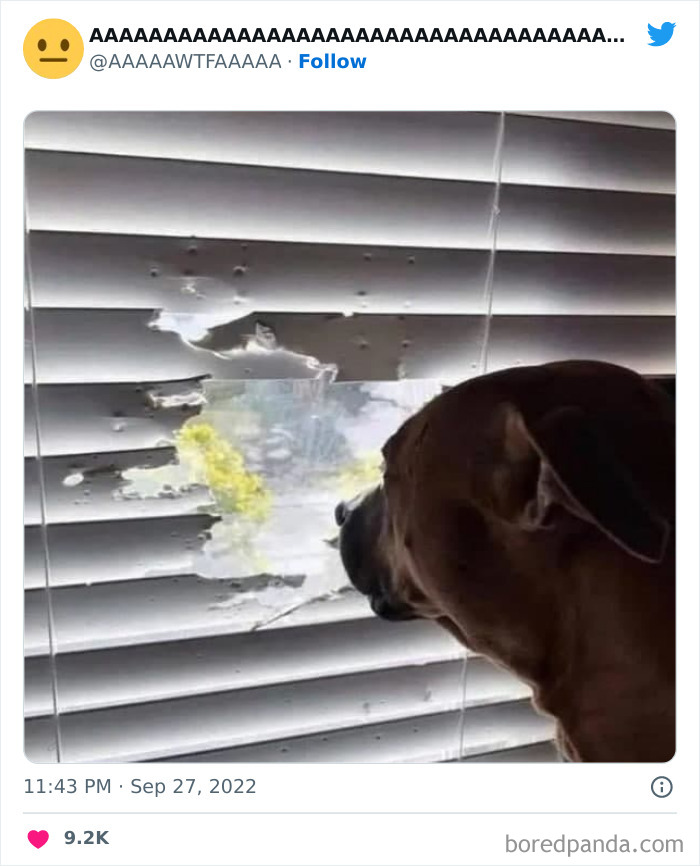 Dog peeks through chewed window blinds, creating a weirdly funny scene.