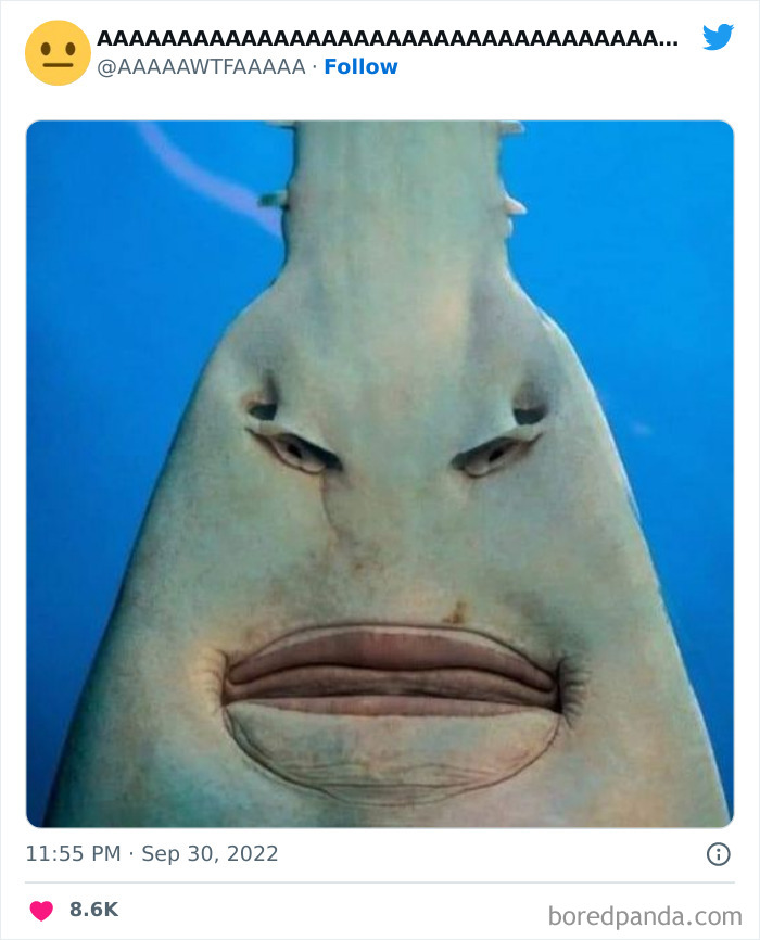 Weird funny fish face with eyes and mouth, resembling a cartoon character, shared on Twitter.