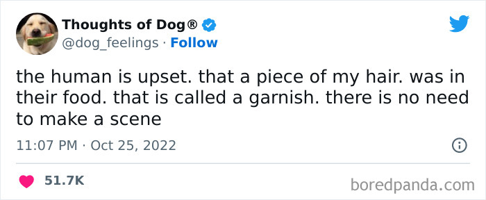 Funny-Tweets-Thoughts-Of-Dog