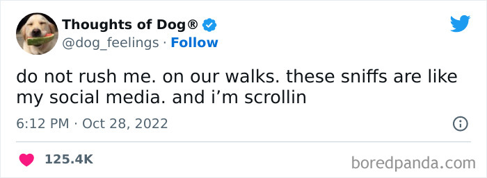 Funny-Tweets-Thoughts-Of-Dog