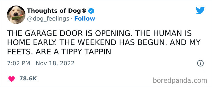 Funny-Tweets-Thoughts-Of-Dog