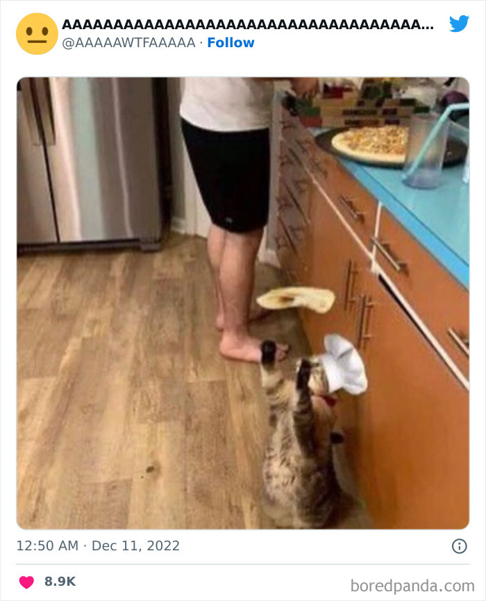 Cat wearing a chef hat attempts to catch falling naan in a kitchen, illustrating a weird yet funny internet moment.