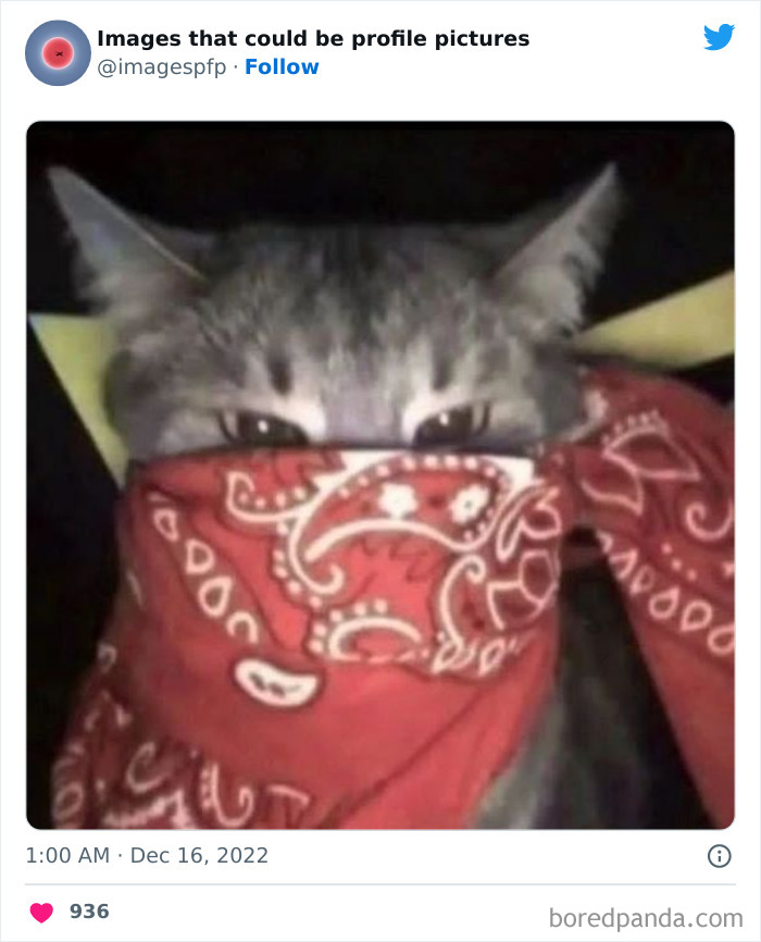 Cat wearing a red bandana over its face, one of the weirdest and funniest pics shared on profile pictures Twitter page.