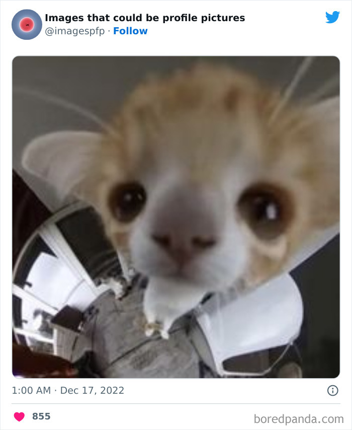 Images-That-Could-Be-Profile-Pictures