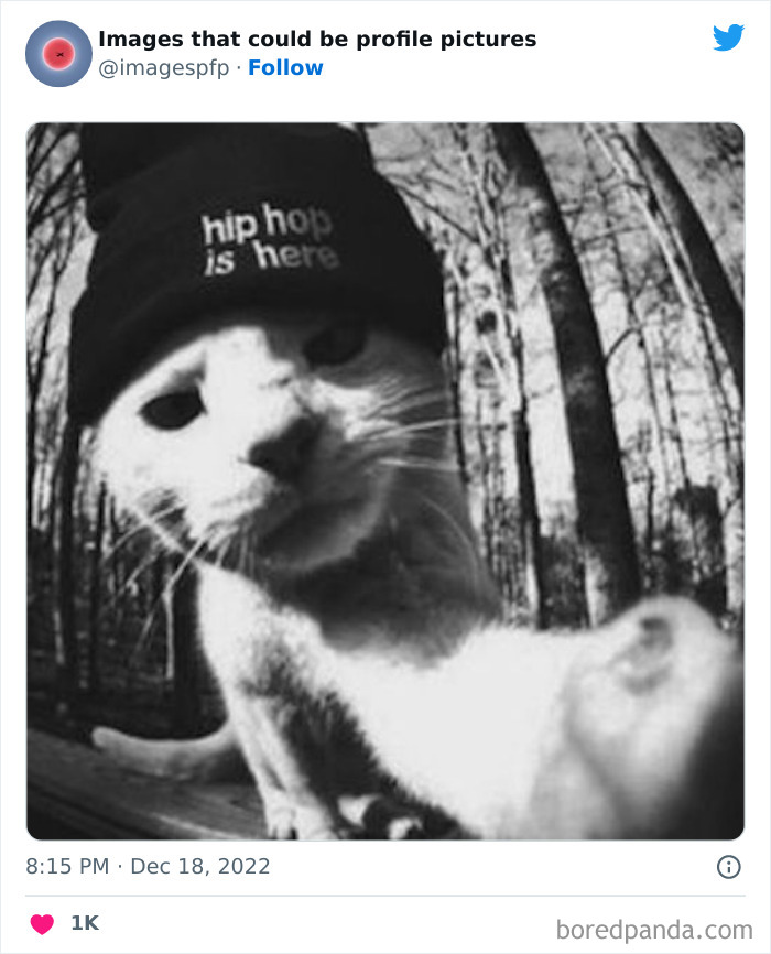 Black and white close-up of a cat wearing a beanie with hip hop text, a funny and weird profile picture idea.