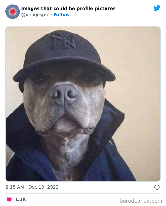 Dog wearing a baseball cap and jacket looking serious in one of the weirdest and funniest images for profile pictures.