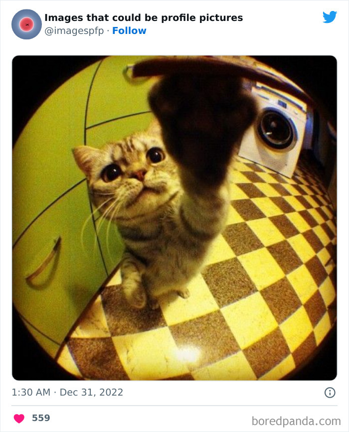 Images-That-Could-Be-Profile-Pictures