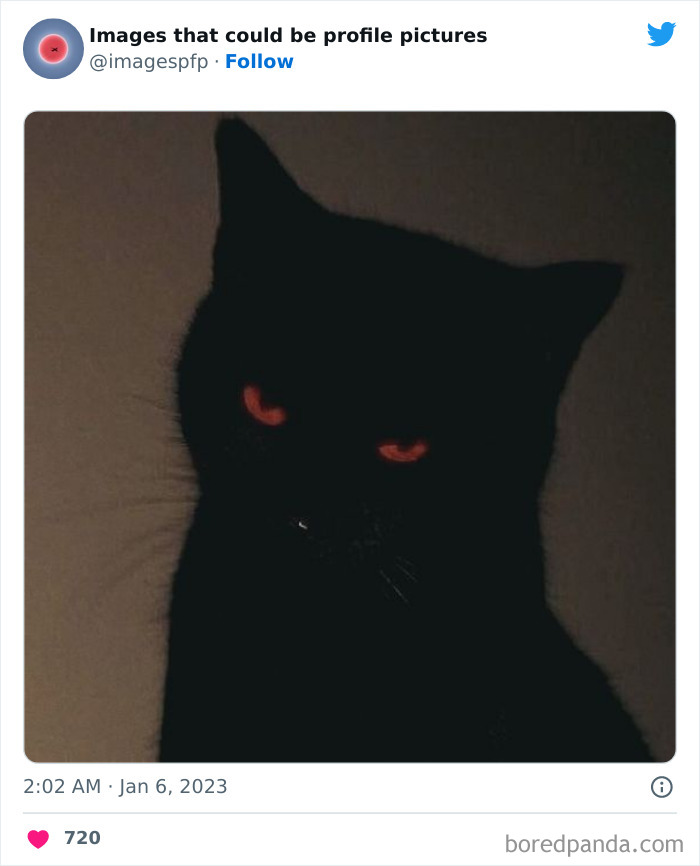 Black cat with glowing red eyes in a dark setting, a weird and funny image for profile pictures on Twitter.