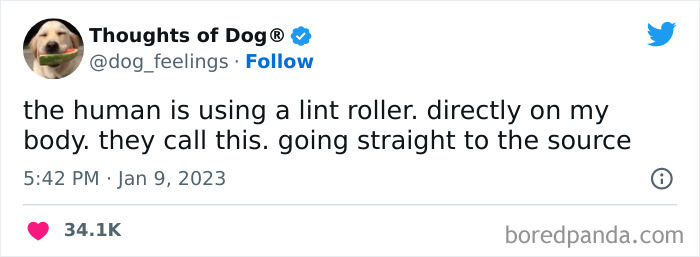 Funny-Tweets-Thoughts-Of-Dog