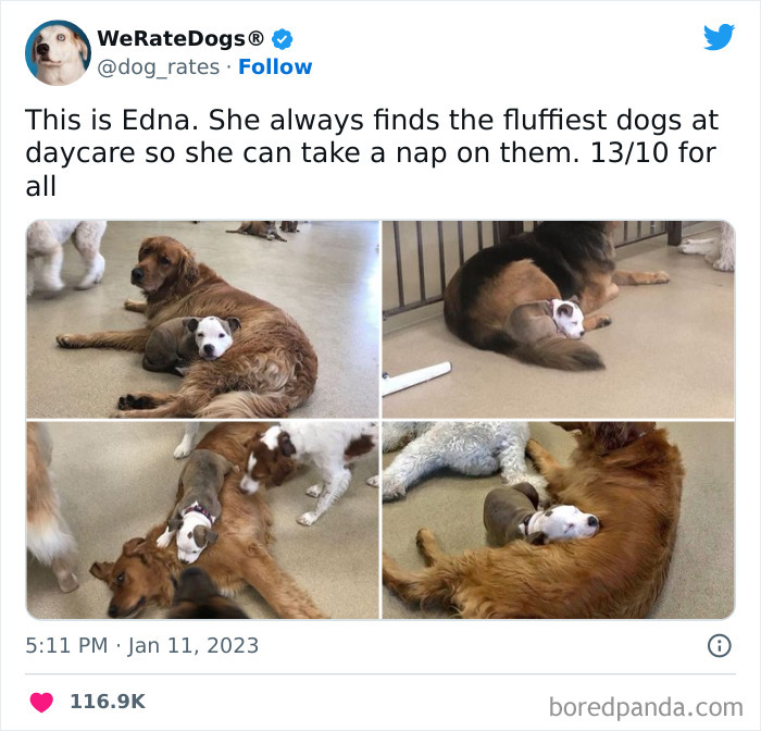 Cute-Dogs-Ratings Cute-Dogs-Ratings