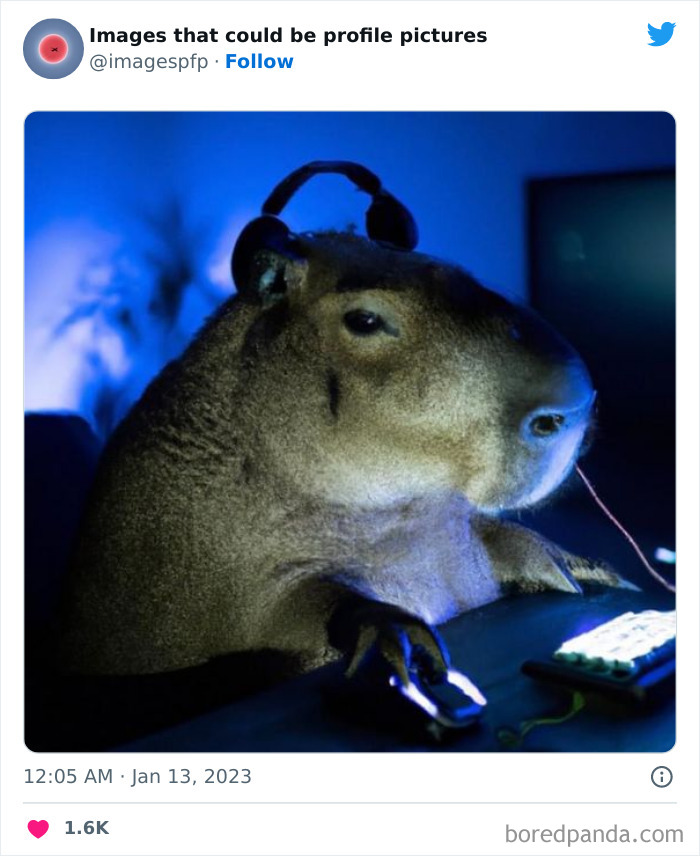 Capybara wearing headphones using a computer mouse and keyboard, a funny image for profile pictures on Twitter.