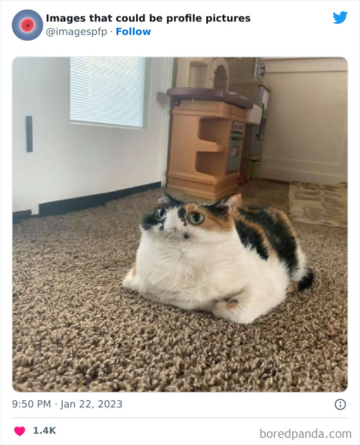 Calico cat with distorted face lying on carpet in a funny and weird image shared on profile pictures page.