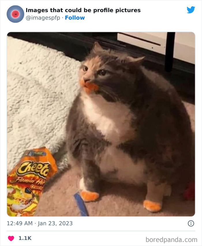 Chubby cat sitting with Cheetos on paws and mouth, one of the weirdest and funniest pics shared online.