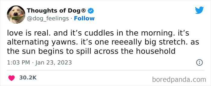 Funny-Tweets-Thoughts-Of-Dog