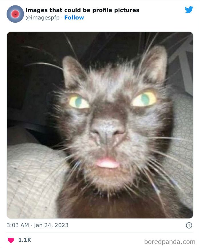 Images-That-Could-Be-Profile-Pictures