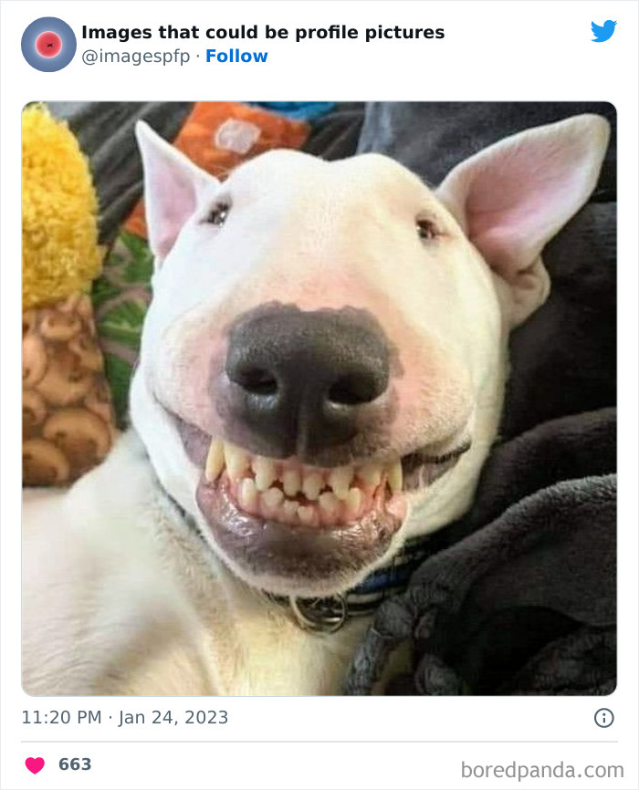 Images-That-Could-Be-Profile-Pictures