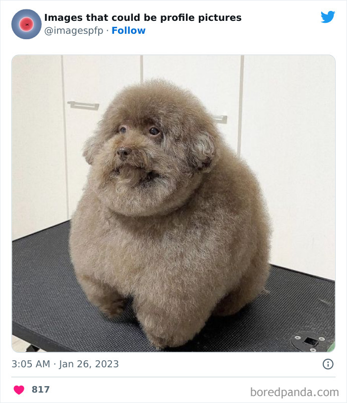 Fluffy brown dog with round, puffy fur sitting on a grooming table from weird and funny profile pictures collection.