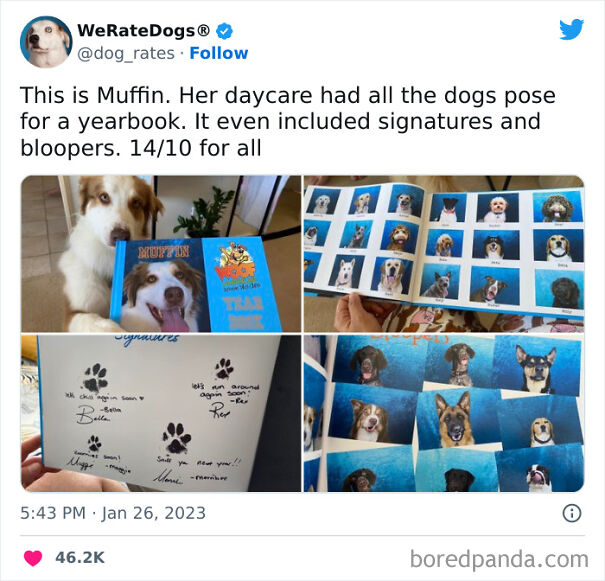 Cute-Dogs-Ratings