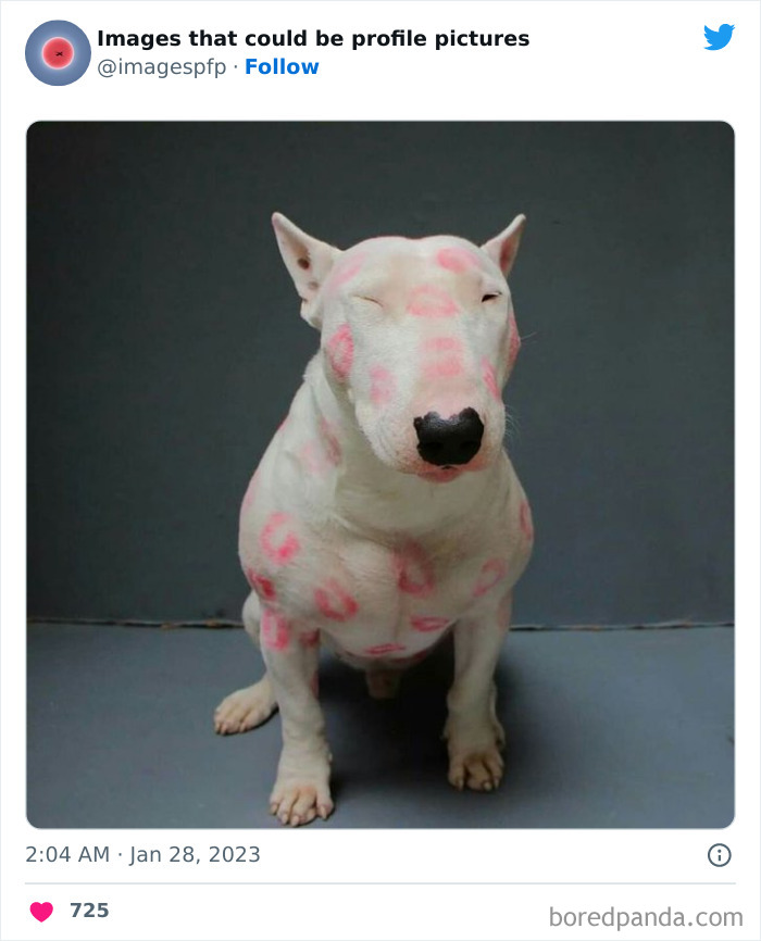 Bull terrier sitting with closed eyes covered in pink lipstick kiss marks, one of the weirdest and funniest pics shared online.