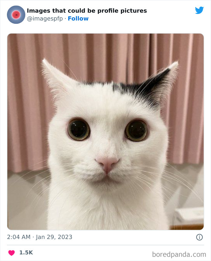 Images-That-Could-Be-Profile-Pictures