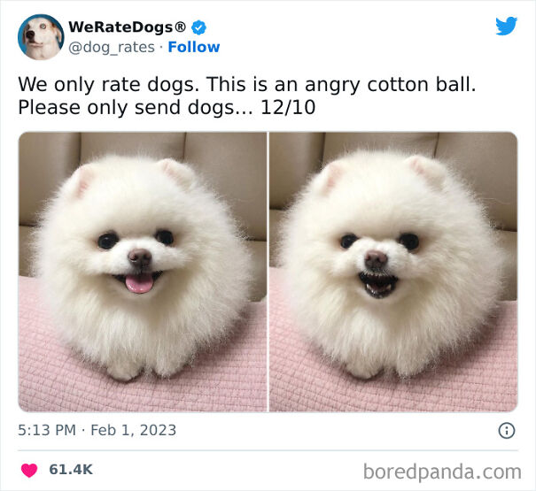 Cute-Dogs-Ratings