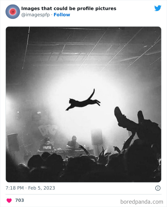 Cat silhouette flying over crowd at a concert, capturing one of the weirdest and funniest pics shared on social media.
