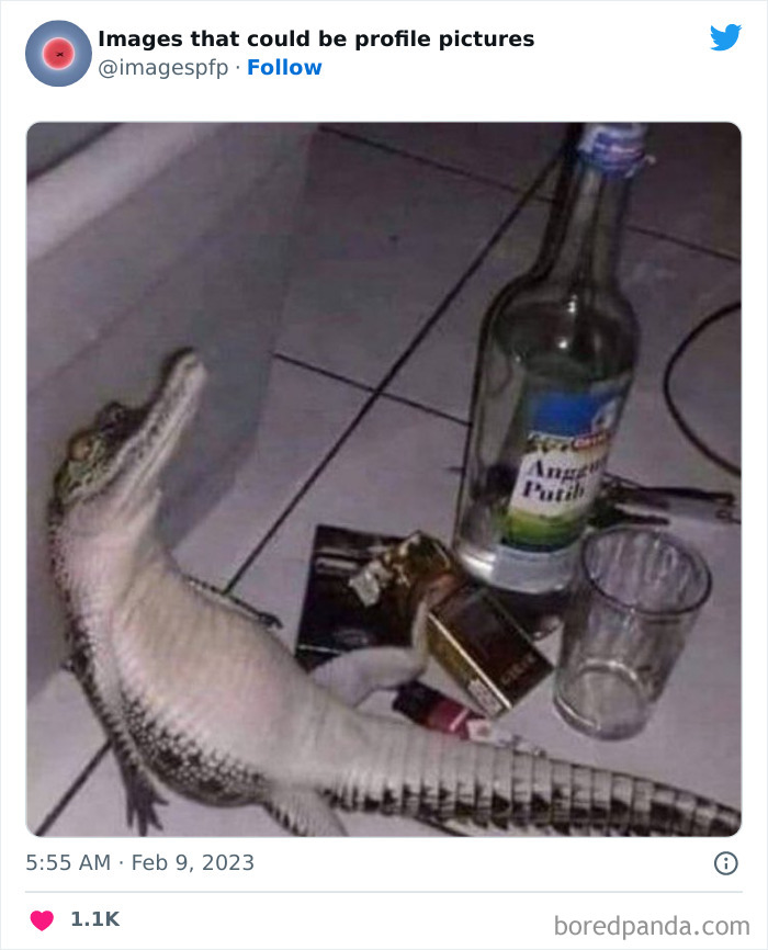 Images-That-Could-Be-Profile-Pictures