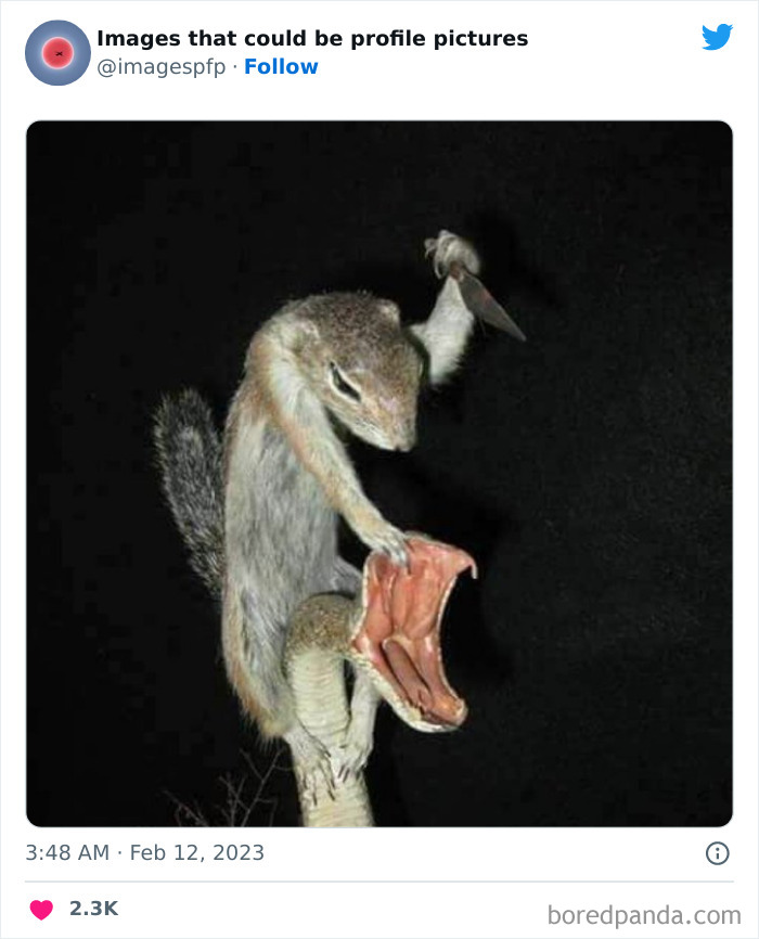 Images-That-Could-Be-Profile-Pictures