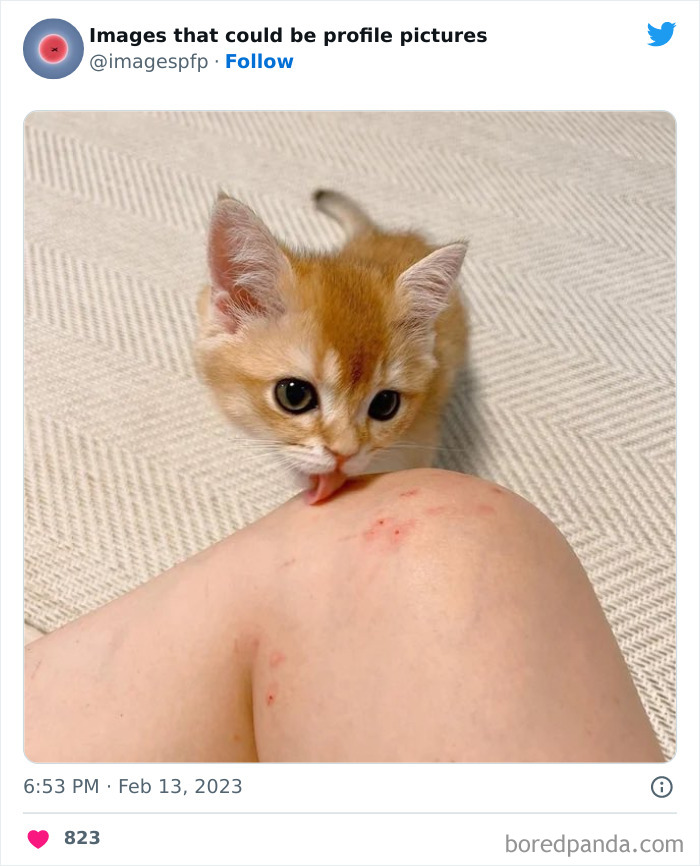 Cute ginger kitten licking a person's knee with scratches, one of the weirdest and funniest pics shared online.
