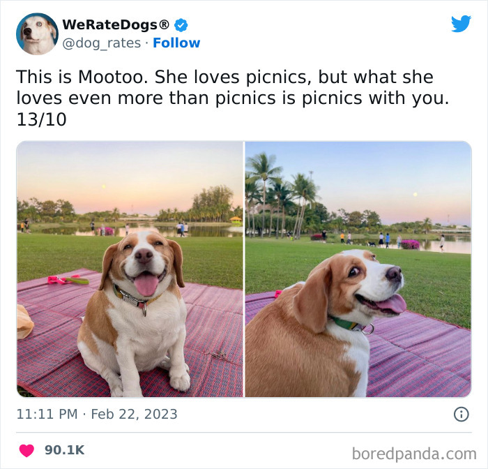 Cute-Dogs-Ratings Cute-Dogs-Ratings