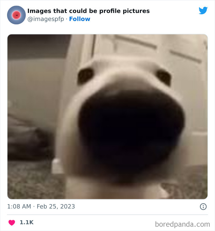 Images-That-Could-Be-Profile-Pictures