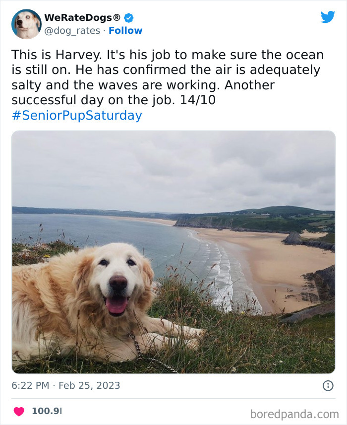 Cute-Dogs-Ratings Cute-Dogs-Ratings