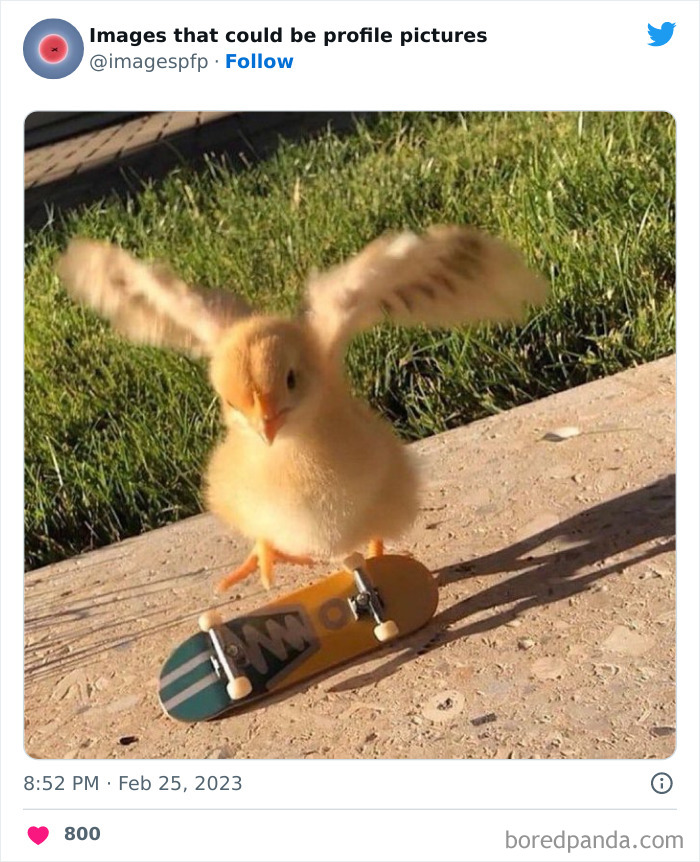 Chick with wings spread standing on a miniature skateboard, one of the weirdest and funniest pics from profile pictures Twitter page.